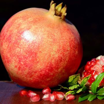 Granaattiomena Malisi