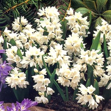 Posliinihyasintti Alba
