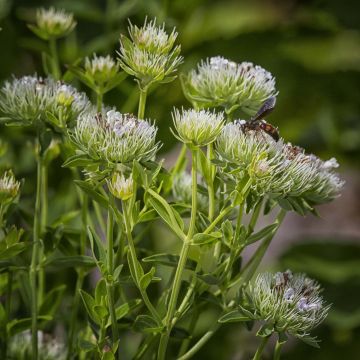 Pycnanthemum flexuosum