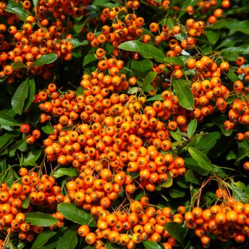 Välimerentulimarja Orange Glow