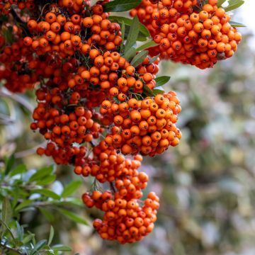 Välimerentulimarja SAPHYR Orange Cadange