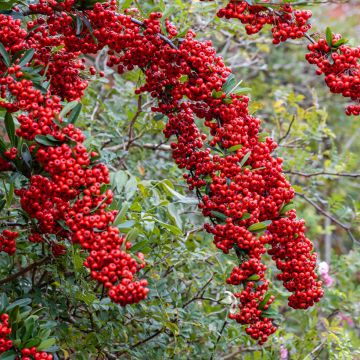 Välimerentulimarja SAPHYR Rouge Cadou