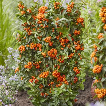 Välimerentulimarja Orange Star