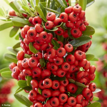 Välimerentulimarja Red Star