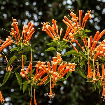 Tulitrumpetti - Pyrostegia venusta