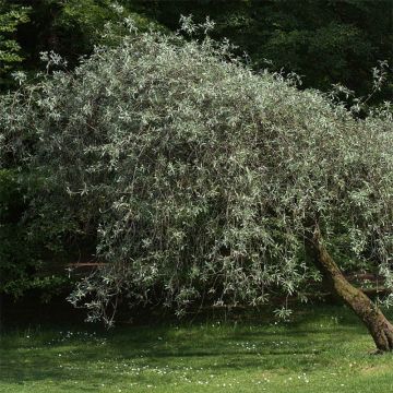Hopeapäärynä Pendula