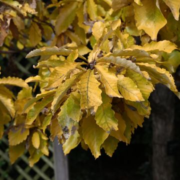 Idänvalkotammi - Quercus aliena
