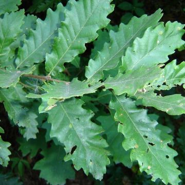 Turkintammi - Quercus cerris
