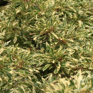 Turkintammi Argenteovariegata