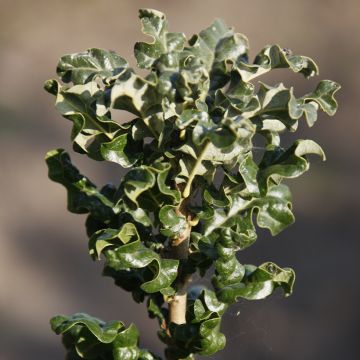 Turkintammi Curly Head