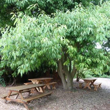 Tamme - Quercus myrsinifolia