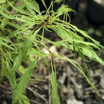 Talvitammi Insecata