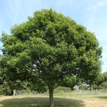 Talvitammi Mespilifolia
