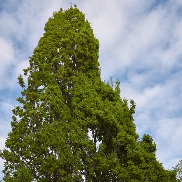 Metsätammi Fastigiata