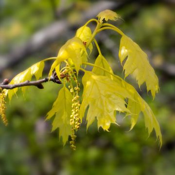 Punatammi Aurea