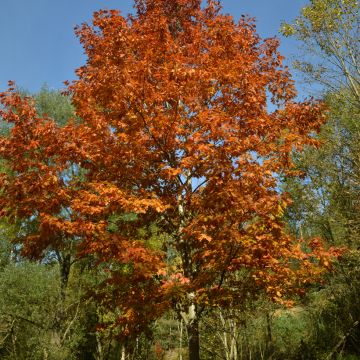 Punatammi - Quercus rubra
