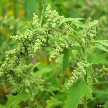 Kvinoa - Chenopodium quinoa