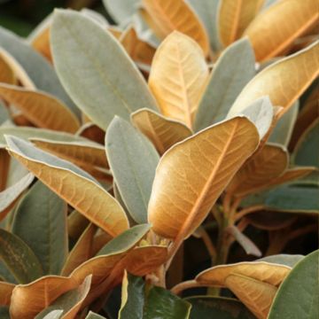 Alppiruusu Easydendron INKARHO Special Dane