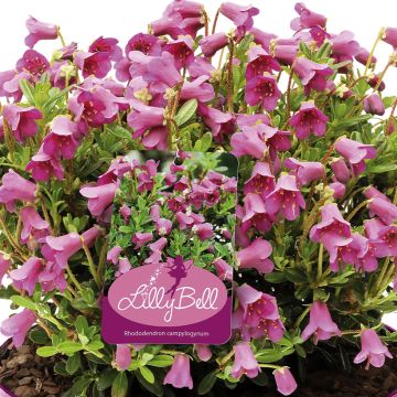 Alppiruusu Lilly Bell