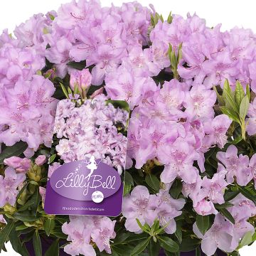 Kääpiöalppiruusu Lilly Bell Pearl
