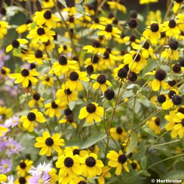 Silmäpäivänhattu - Rudbeckia triloba