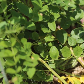 Lakritsikasvi luomu - Ferme de Sainte Marthe - Glycyrrhiza glabra