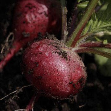 Retiisi Cherry Belle luomu - Ferme de Sainte Marthe