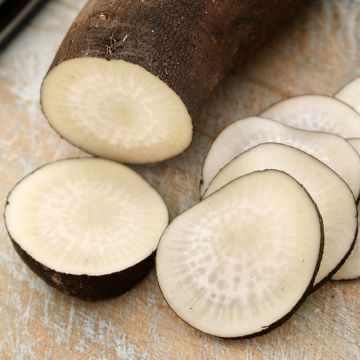 Retikka musta iso pitkä talviretikka Pariisin