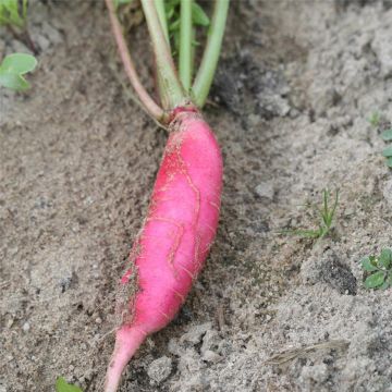 Retiisi China Rose - Ferme de Sainte Marthe