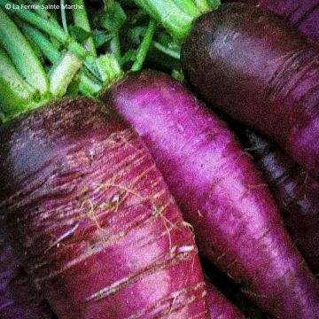 Retiisi Violet de Gournay luomu - Ferme de Sainte Marthe