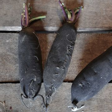 Retiisi musta pitkä talviretiisi luomu - Ferme de Sainte Marthe
