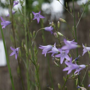 Kauriinkello - Campanula rapunculus
