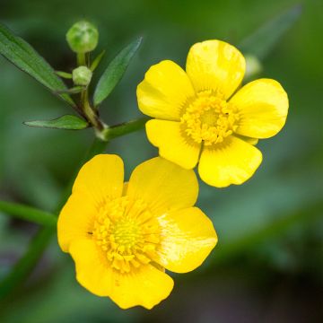 Niittyleinikki - Ranunculus acris