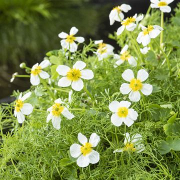 Vesisätkin - Ranunculus aquatilis