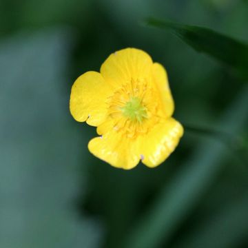 Ojaleinikki - Ranunculus flammula