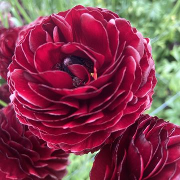 Jaloleinikki Romance Perigord