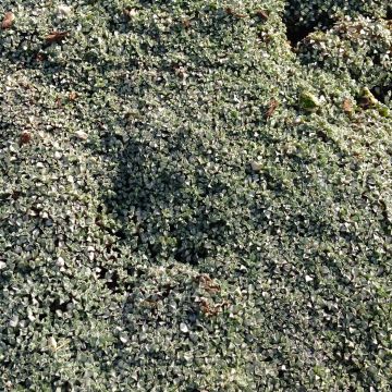 Raoulia australis