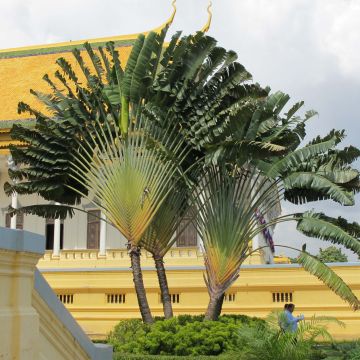 Matkustajainpuu - Ravenala madagascariensis