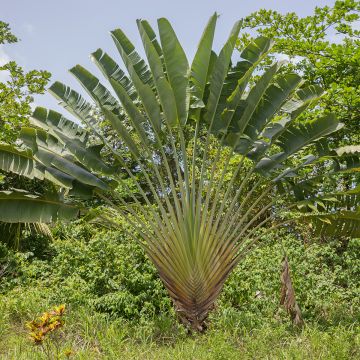 Matkustajainpuu (siemenet) - Ravenala madagascariensis
