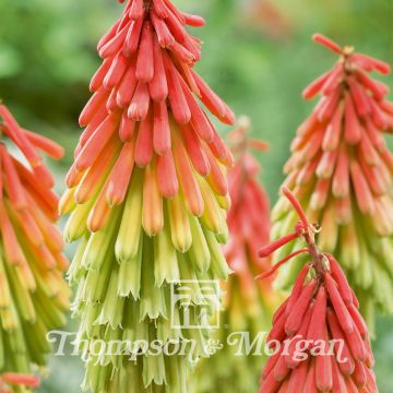 Soihtulilja Red Hot Poker Traffic Lights (siemenet)