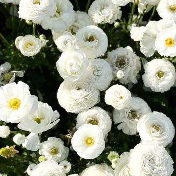 Jaloleinikki White