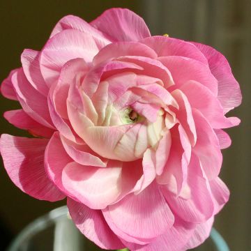 Jaloleinikki Pink