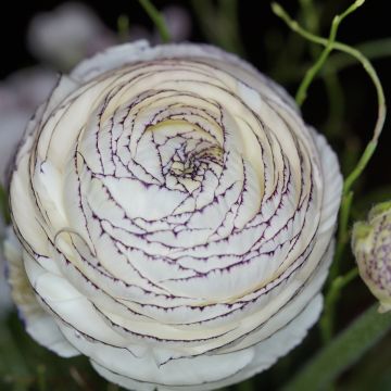 Jaloleinikki White Pink Bicolor