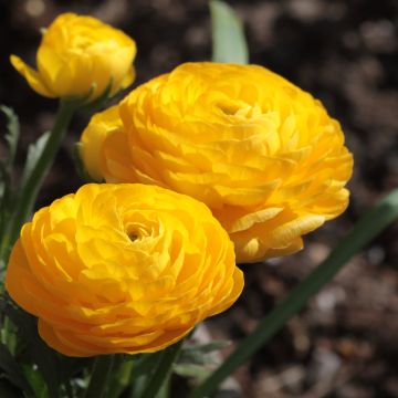Jaloleinikki Yellow
