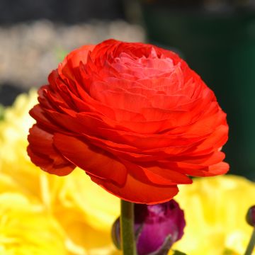 Jaloleinikki Red