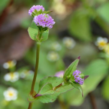 Ukontattare - Persicaria runcinata