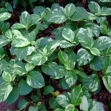 Tähkätatar Variegata