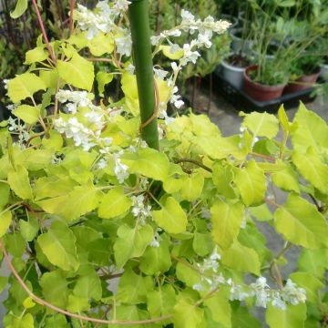 Muuritatar Summer Sunshine Acofal