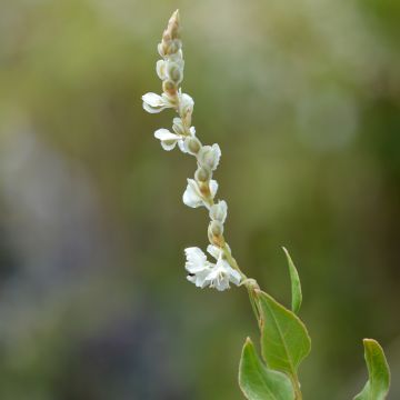 Vallitatar - Fallopia aubertii