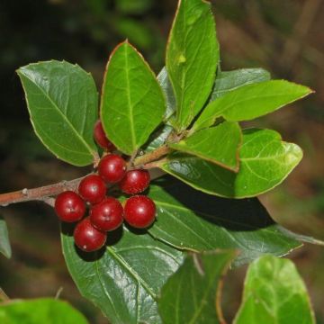 Välimerenpaatsama - Rhamnus alaternus